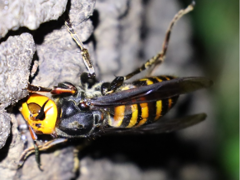 オオスズメバチ-女王蜂_No.4のクヌギ_クワガタ達のオアシス _2023年4月27日19時25分気温16.5度